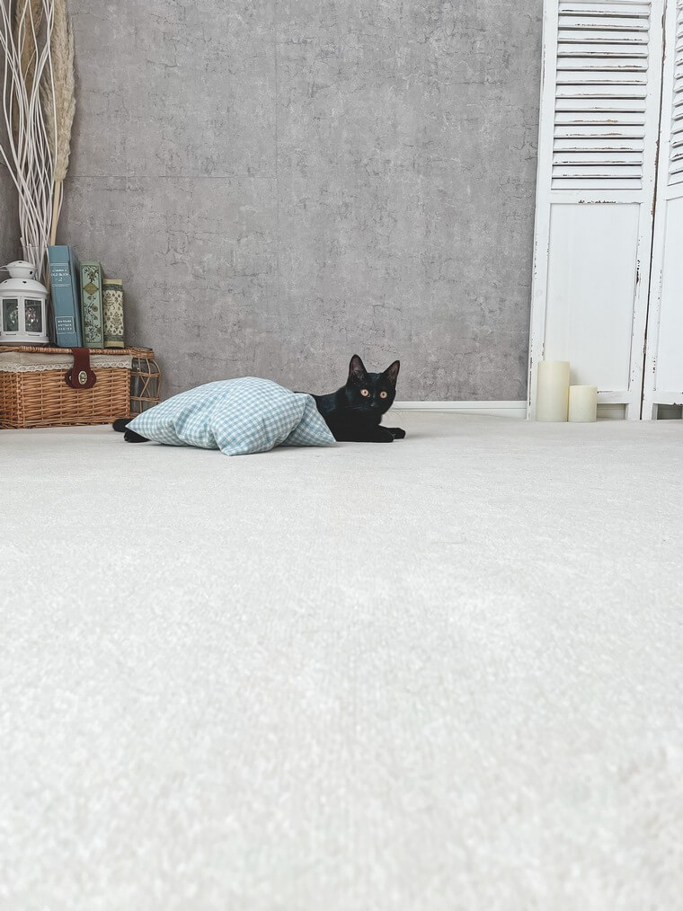 カーペットの上にいる黒猫