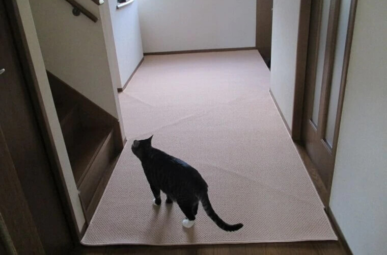 うめちゃんさんからのカーペット 遊び毛防止 FRIPE/フライプの投稿写真