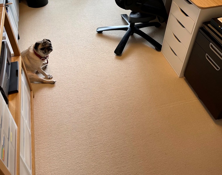 カーペットの上でくつろぐ犬