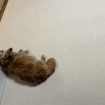 『CORONE/コロネ』カーペット・絨毯