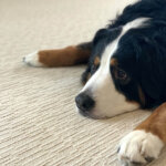 CONTE/コンテ レビュー画像53 53