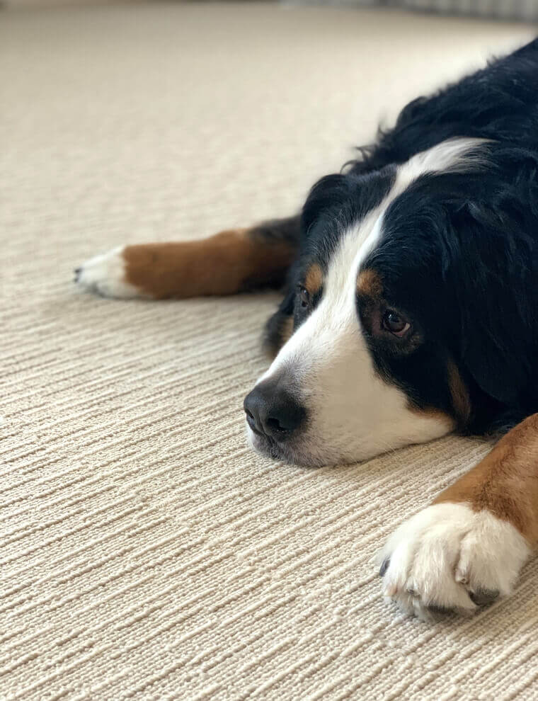 フルスクリーン表示 CONTE/コンテ レビュー画像1