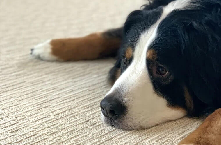 ご購入者様からの投稿お写真