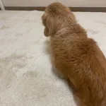 MOUSSE/ムース レビュー画像2 2