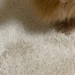 MOUSSE/ムース レビュー画像2 2