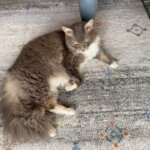 ARES/アレス ラグ・カーペット レビュー画像⑤ 2